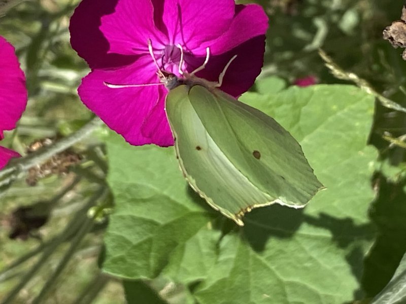 PAPILLON. CITRON sur COQUELOURDE. ALAIN LEROY